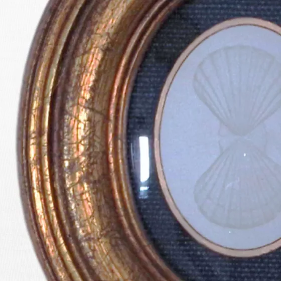 Gilded Shells - Twin Scallop Oval Framed Intaglio, view 2